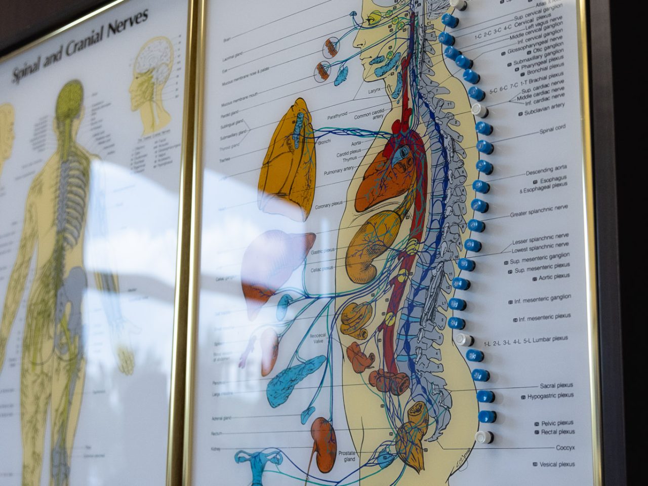 Advanced Health Solutions treatment room wall charts titled Autonomic Nervous System and Spinal and Cranial Nerves